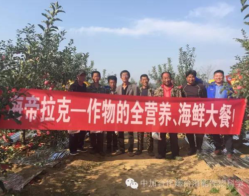 苹果树12月管理技术要点！抓紧时间看