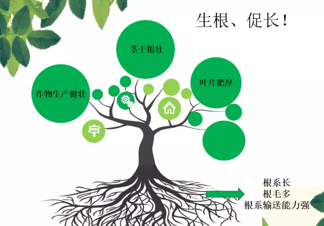 海帝拉克海藻碳的神奇功效！