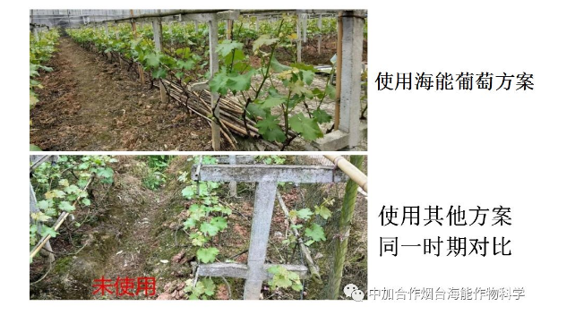 51漫画APP下载生物高品质葡萄全程“傻瓜式”施肥方案
