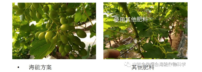 51漫画APP下载生物高品质葡萄全程“傻瓜式”施肥方案