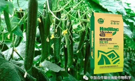 51漫画APP下载生物黄瓜全程施肥技术