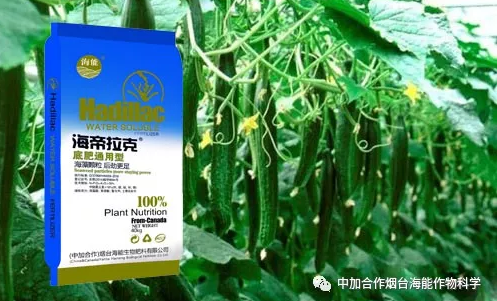51漫画APP下载生物黄瓜全程施肥技术