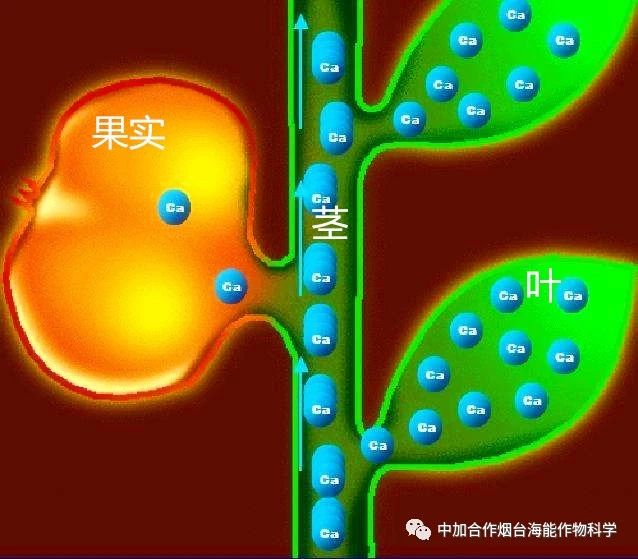 新款钙肥研发成功啦！